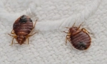 Bed bugs a lice
